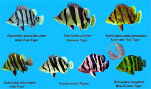 Các loại cá hổ - Tiger fish